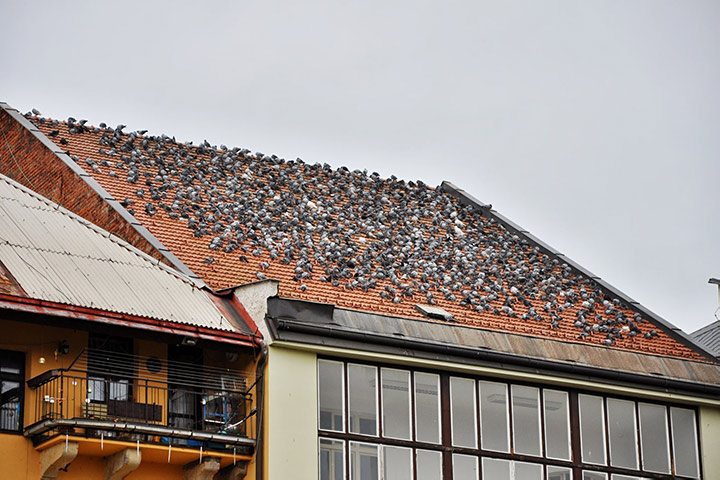 A2B Pest Control are able to install spikes to deter birds from roofs in Swadlincote. 