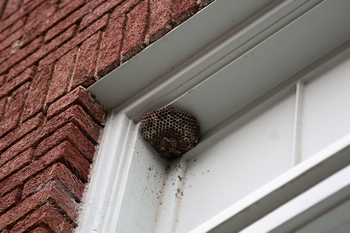 We provide a wasp nest removal service for domestic and commercial properties in Swadlincote.
